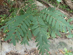 Derris robusta