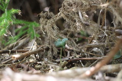 Corybas puniceus