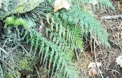 Asplenium appendiculatum appendiculatum