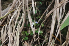 Rungia taiwanensis