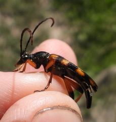 Strangalia attenuata