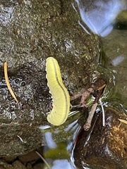 Cimbicidae