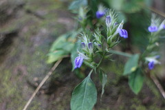 Rungia taiwanensis