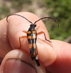 Strangalia attenuata