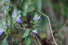 Rungia taiwanensis