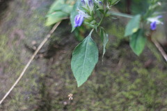 Rungia taiwanensis