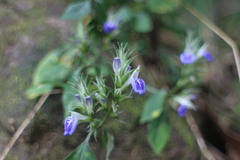 Rungia taiwanensis