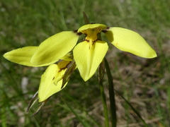 Diuris chryseopsis