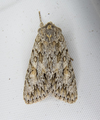 Andropolia aedon
