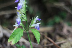 Rungia taiwanensis