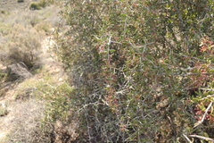 Gloveria integrifolia