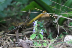 Rungia taiwanensis