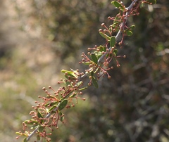 Gloveria integrifolia