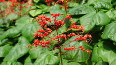 Clerodendrum japonicum