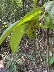 Utania nervosa