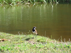 Oenanthe pileata pileata