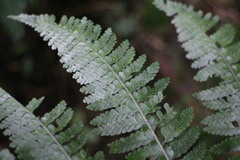 Microlepia rhomboidea