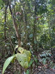 Utania nervosa