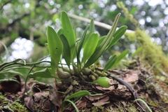 Bulbophyllum pectinatum