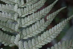 Microlepia rhomboidea