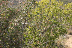 Gloveria integrifolia