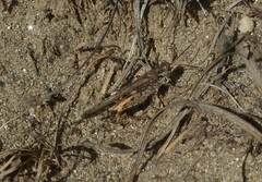Acrotylus