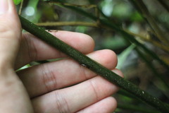 Microlepia rhomboidea