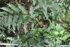 Microlepia rhomboidea