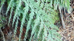 Asplenium appendiculatum appendiculatum