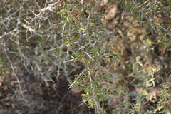 Gloveria integrifolia