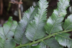 Angiopteris lygodiifolia