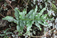 Angiopteris lygodiifolia
