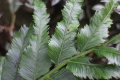Angiopteris lygodiifolia