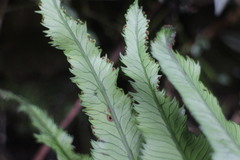 Angiopteris lygodiifolia