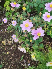 Eriocapitella hupehensis