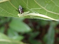 Sinomantis denticulata