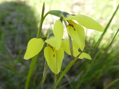 Diuris chryseopsis