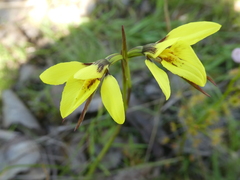 Diuris chryseopsis