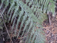 Asplenium appendiculatum appendiculatum