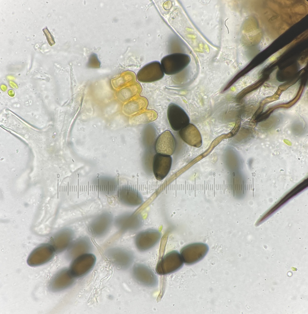 Trichodelitschia bisporula