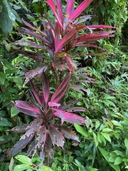 Cordyline fruticosa