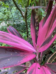 Cordyline fruticosa
