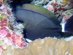 Acanthurus nigricauda