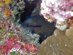 Acanthurus nigricauda