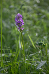 Dactylorhiza sibirica