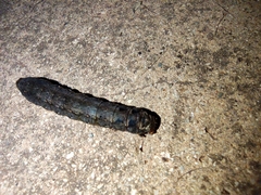 Spodoptera litura