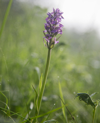Dactylorhiza sibirica
