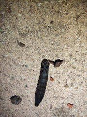 Spodoptera litura