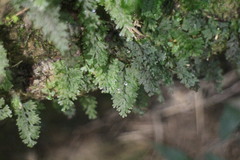 Hymenophyllum