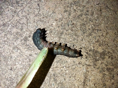 Spodoptera litura